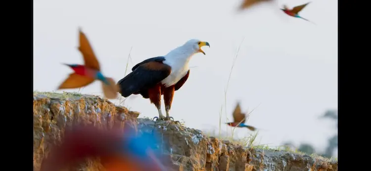African fish eagle (Haliaeetus vocifer) as shown in A Perfect Planet - Weather